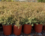 pyracantha-nana-variegata
