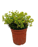 euphorbia-myrsinites
