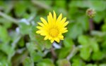 calendula