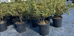 ilex-aquifolium-argentea-marginata-vaso-24