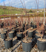 acer-palmatum-rosso-skeeters-broom-vaso-19