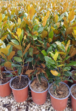 magnolia-grandiflora-little-gem