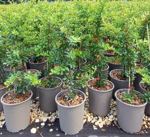 pyracantha-coccinea-red-star