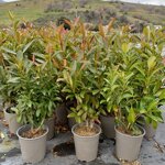 viburnum-odoratissimum-coppertop