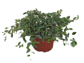 f2e507aa3a01cd13f5cd0a93fb5eb7314e4bc290