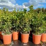 osmanthus-aquifolium