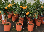 arancio-citrus-sinensis-vaso-20
