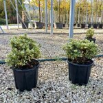 osmanthus-heterophyllus-variegatus