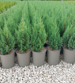 juniperus-stricta-chinensis