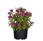 spiraea-japonica-crispa