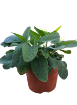 salvia-officinalis-maxima