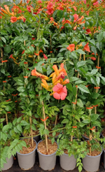 campsis-x-tagliabuana-madame-galen