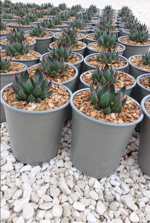 mangave-praying-hands