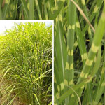 miscanthus-sinensis-zebrinus