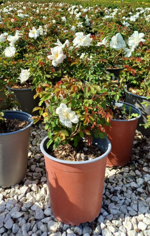 rosa-meilland-white-knock-out