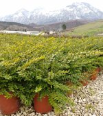 lonicera-nitida-maigrun