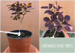 cotinus-royal-purple