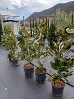 magnolia-grandiflora-galissoniensis