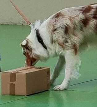 eyJpdCI6IlNwb3J0IGNpbm9maWxpIGUgYXR0aXZpdOAgbHVkaWNoZSBwZXIgaWwgdHVvIGNvbXBhZ25vIGEgNCB6YW1wZS4gSW4gcHJvdmluY2lhIGRpIE1pbGFubyJ9