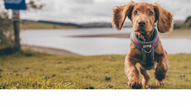 Educazione del cane a Milano