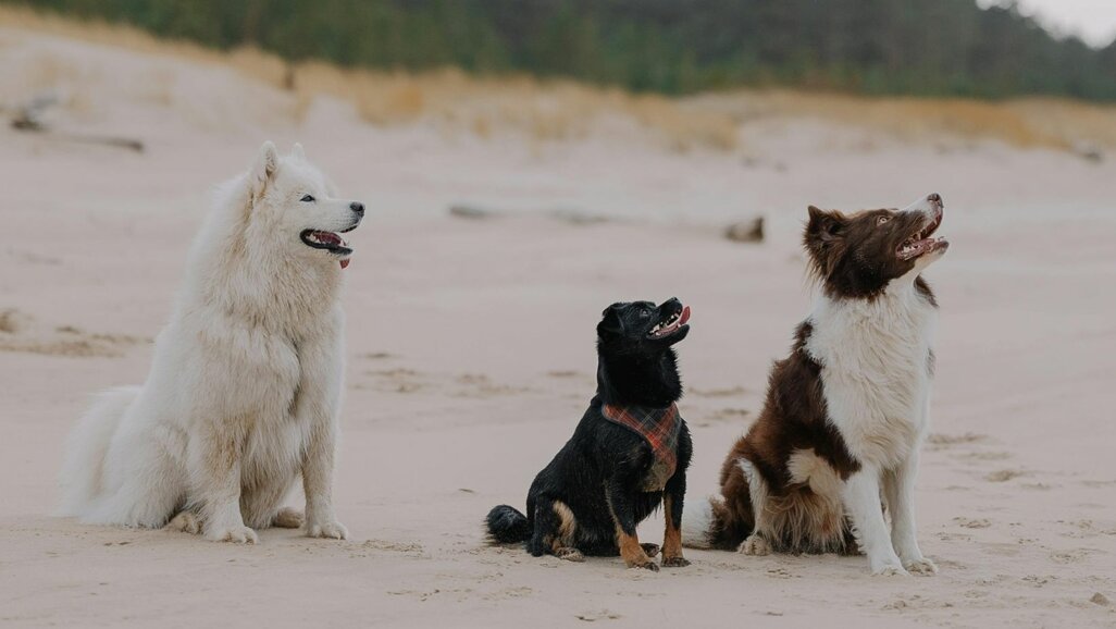 Educazione del cane a Milano