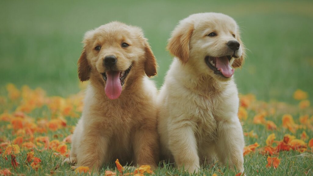 Corsi di educazione per cuccioli. In provincia di Milano