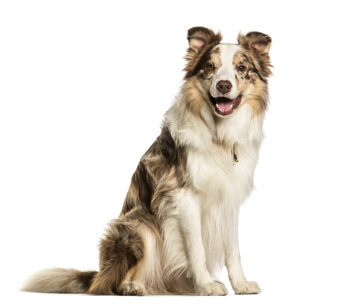 eyJpdCI6IkVkdWNhemlvbmUgZGVsIGNhbmUgYSBNaWxhbm8gYW5jaGUgYSBkb21pY2lsaW8gLSBQcm9mZXNzaW9uYWxpdOAgcGVyIGlsIHR1byBhbWljbyBhIDQgemFtcGUifQ==