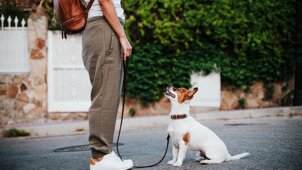 eyJpdCI6IkVkdWNhemlvbmUgZGVsIGNhbmUgYSBNaWxhbm8gYW5jaGUgYSBkb21pY2lsaW8gLSBQcm9mZXNzaW9uYWxpdOAgcGVyIGlsIHR1byBhbWljbyBhIDQgemFtcGUifQ==