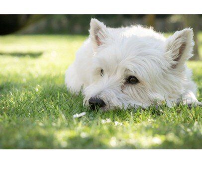 PERCHE’ UN CANE FELICE NON HA BISOGNO DEL GIARDINO