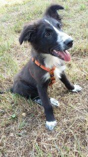 eyJpdCI6IkVkdWNhemlvbmUgZGVsIGNhbmUgYSBNaWxhbm8gYW5jaGUgYSBkb21pY2lsaW8gLSBQcm9mZXNzaW9uYWxpdOAgcGVyIGlsIHR1byBhbWljbyBhIDQgemFtcGUifQ==