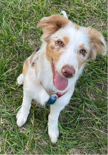 eyJpdCI6IkVkdWNhemlvbmUgZGVsIGNhbmUgYSBNaWxhbm8gYW5jaGUgYSBkb21pY2lsaW8gLSBQcm9mZXNzaW9uYWxpdOAgcGVyIGlsIHR1byBhbWljbyBhIDQgemFtcGUifQ==