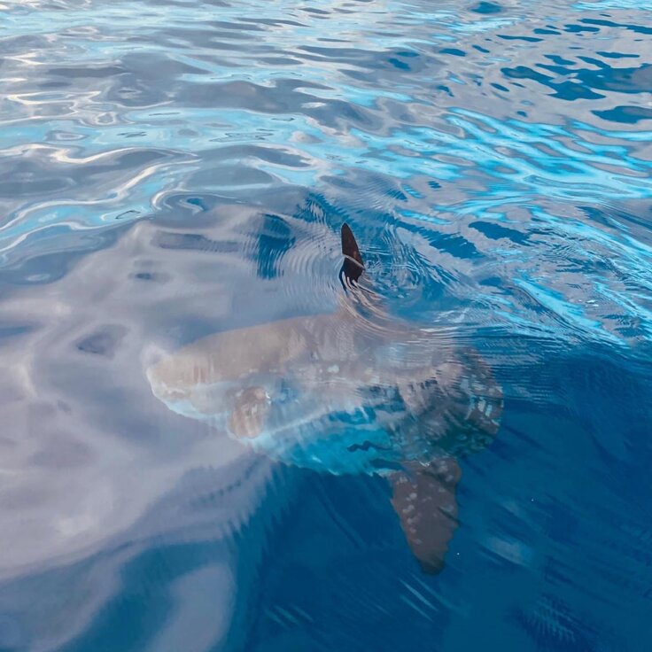 eyJpdCI6IjdGM0JFQzY1LTYwMEUtNDFEMC04RkRELTUzNjYyNUFFRjhCMSJ9