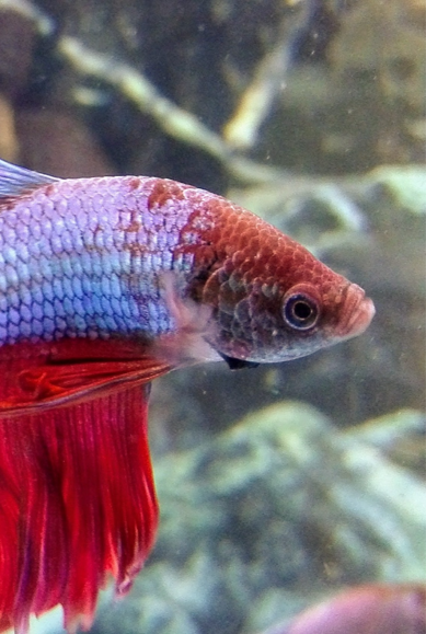 3e98355c59823249409d8a56180451fbca8a0637