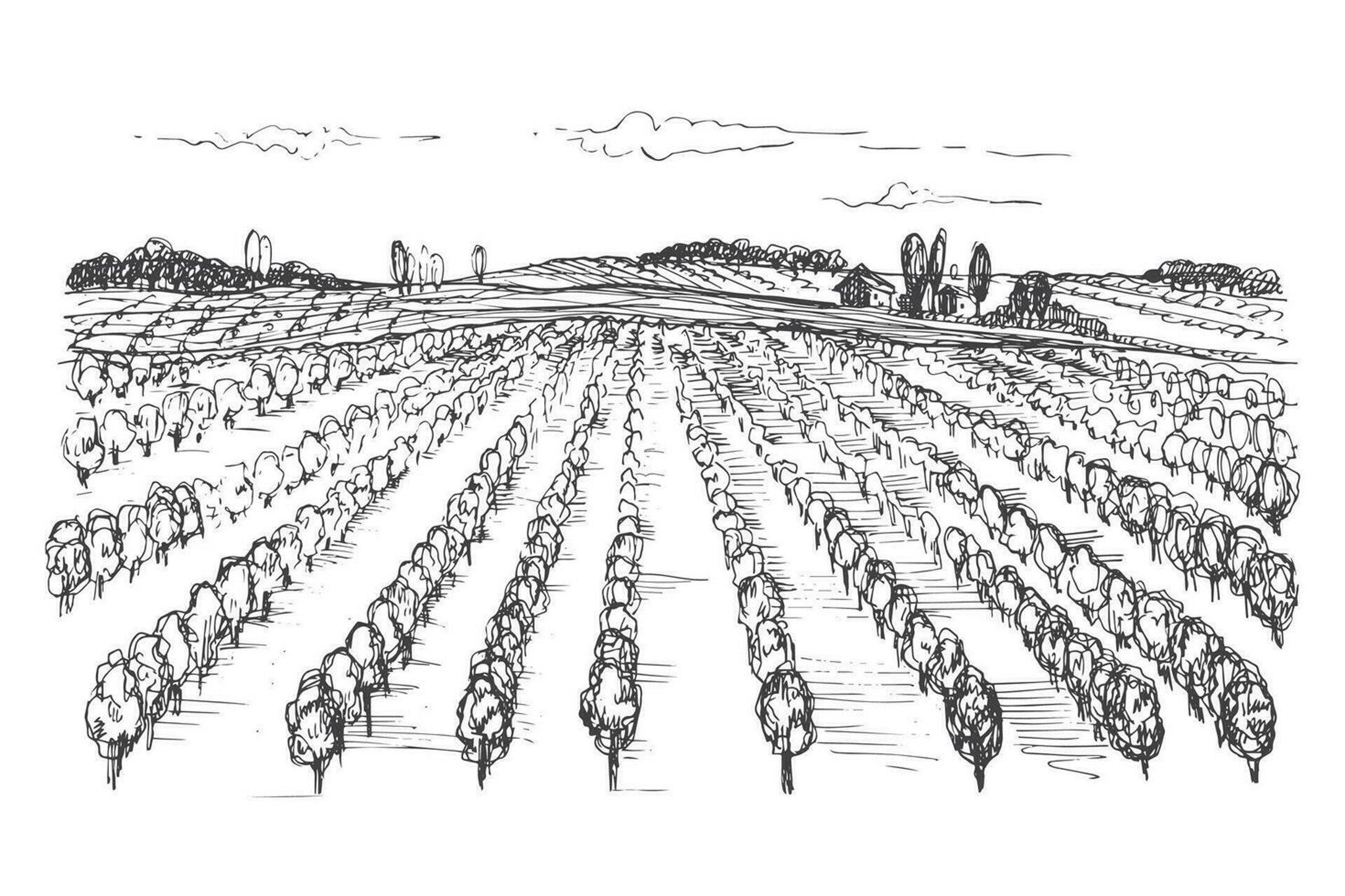 26118903-vigneto-paesaggio-disegno-mano-disegnato-vettore-illustrazione-di-uva-pianta-su-isolato-bianca-sfondo-per-stampa-etichetta-manifesto-opuscolo-modello-striscione-design-del-logo-elemento-vite-imitazione-inchiostro-vettoriale.jpeg