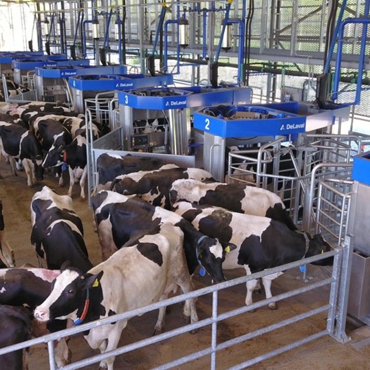 cow_flow_v1a_1920x1080