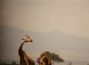 2b68e6_debd7c27c51d4c93a40ac1cb23d021ef~mv2 2b68e6_debd7c27c51d4c93a40ac1cb23d021ef~mv2