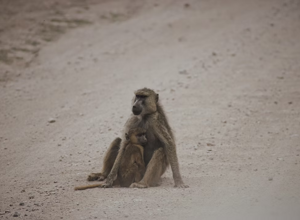 2b68e6_85c949840b494cc586516333cb9cfb9d 2b68e6_85c949840b494cc586516333cb9cfb9d