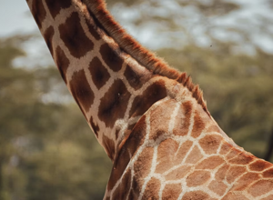 2b68e6_42c66dbaff2b46f88c17e3aa6ffaadaa~mv2_d_4032_3024_s_4_2 2b68e6_42c66dbaff2b46f88c17e3aa6ffaadaa~mv2_d_4032_3024_s_4_2