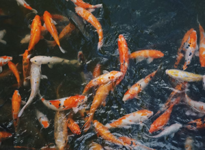 2b68e6_f768633f0b2a40279ebcf4c603a1f3b3~mv2 2b68e6_f768633f0b2a40279ebcf4c603a1f3b3~mv2