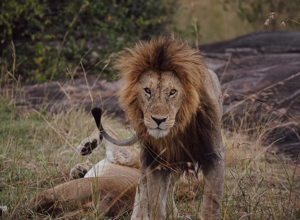 2b68e6_45d2cee33b724ee8afd67d861caf5dd7 2b68e6_45d2cee33b724ee8afd67d861caf5dd7