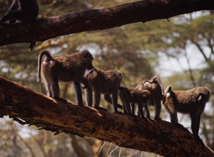 2b68e6_094d3d3a0a384070983662909ad4e361~mv2 2b68e6_094d3d3a0a384070983662909ad4e361~mv2