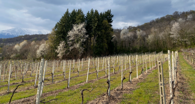 f36b2f84179038670fc2320b0e9d77b3340a70cc