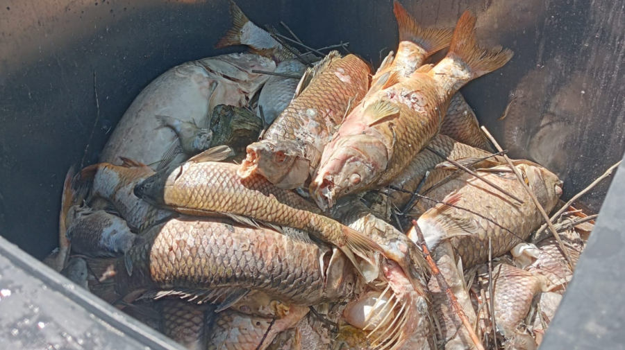 Moria di pesci al canale 8000 Moria di pesci al canale 8000