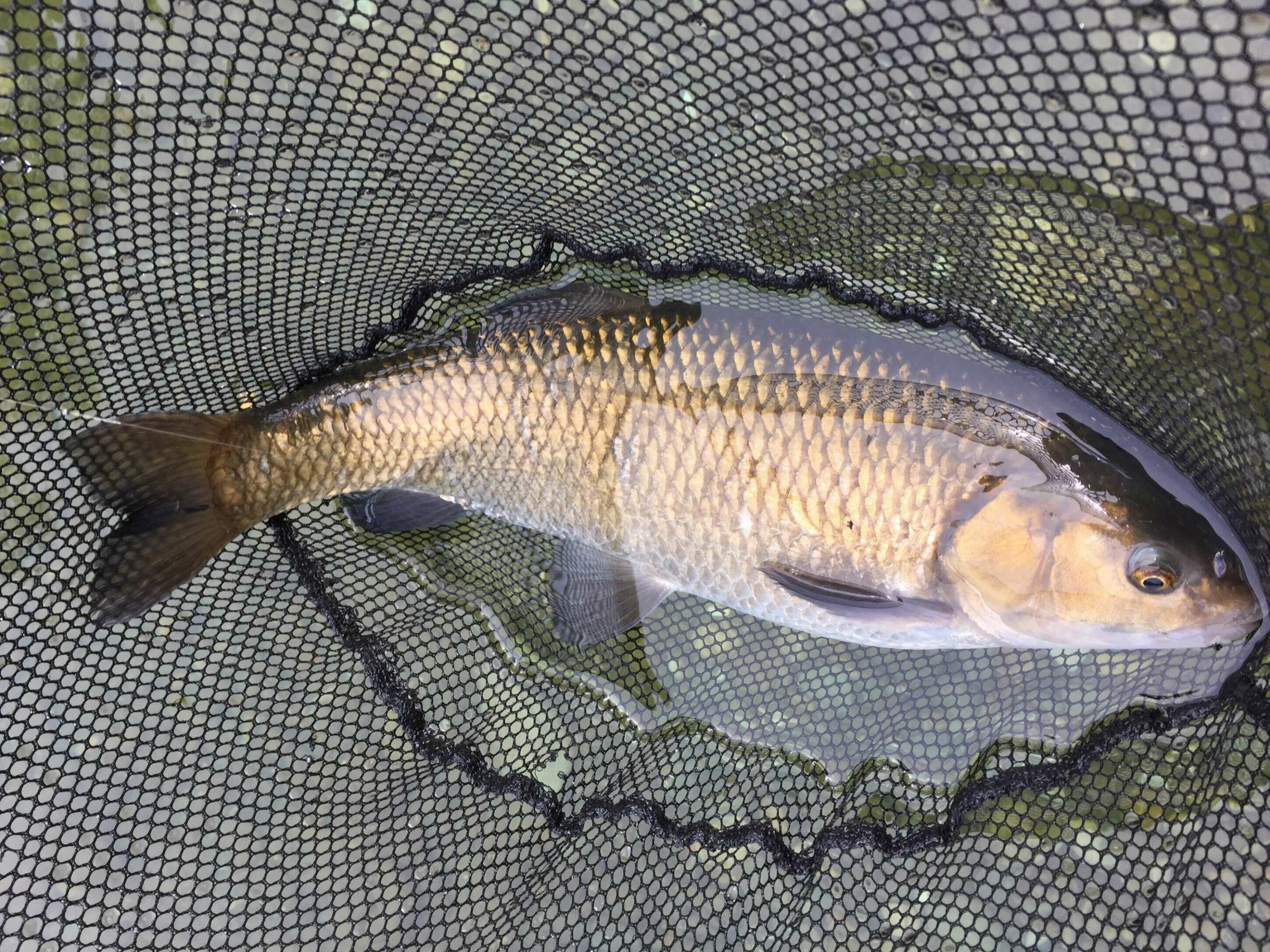 Pesca bolognese cavedano fiume galleggiante bigattino inverno estate enrico avagliano cristian magnani