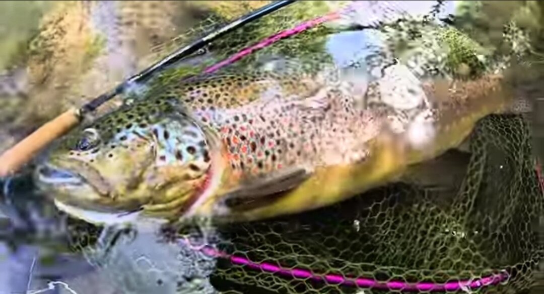 pesca trota mosca stonfo austria gargantini silvio fattori enrico avagliano