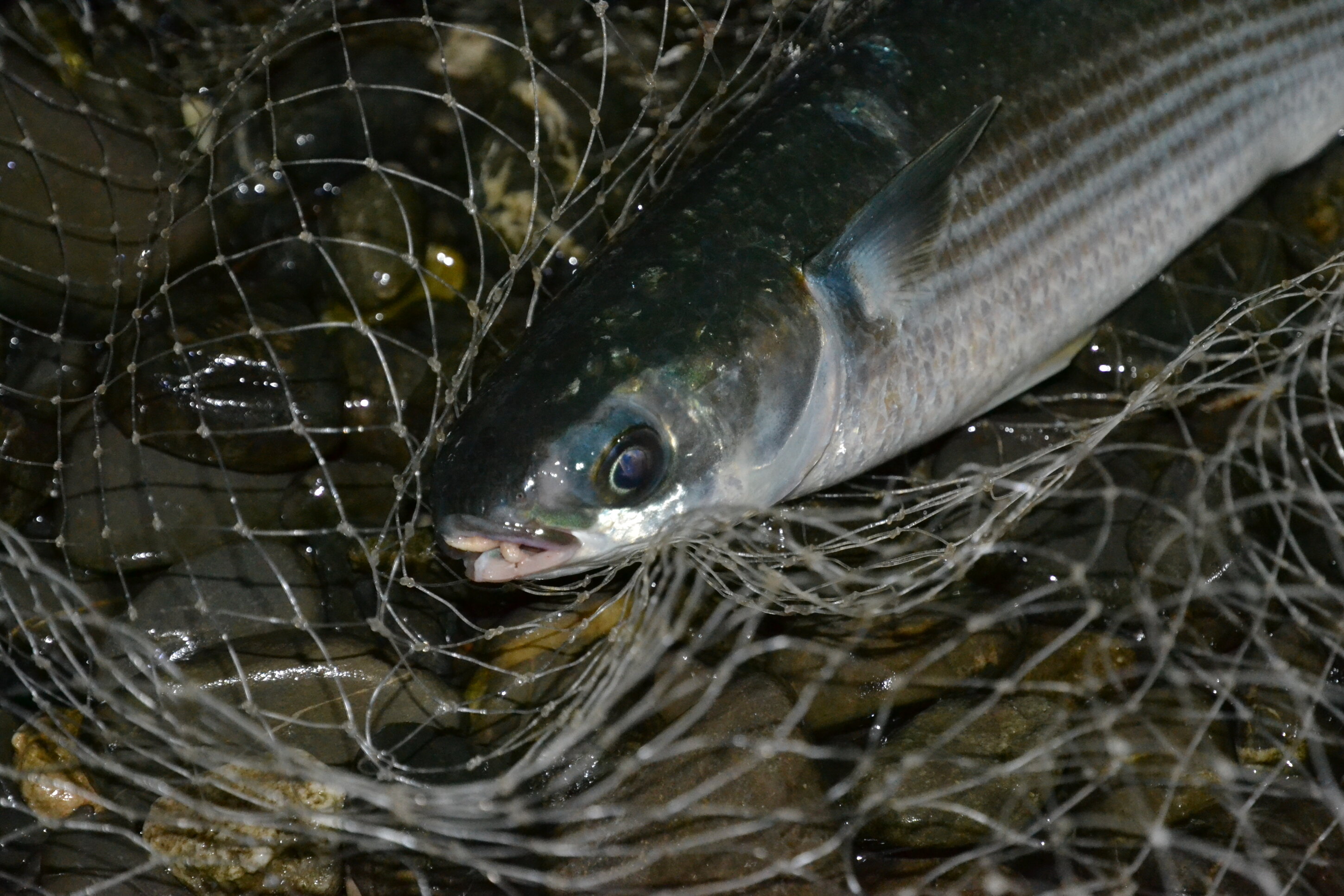 pesca spigola coreano passata inverno foce porto canale silvio fattori enrico avagliano