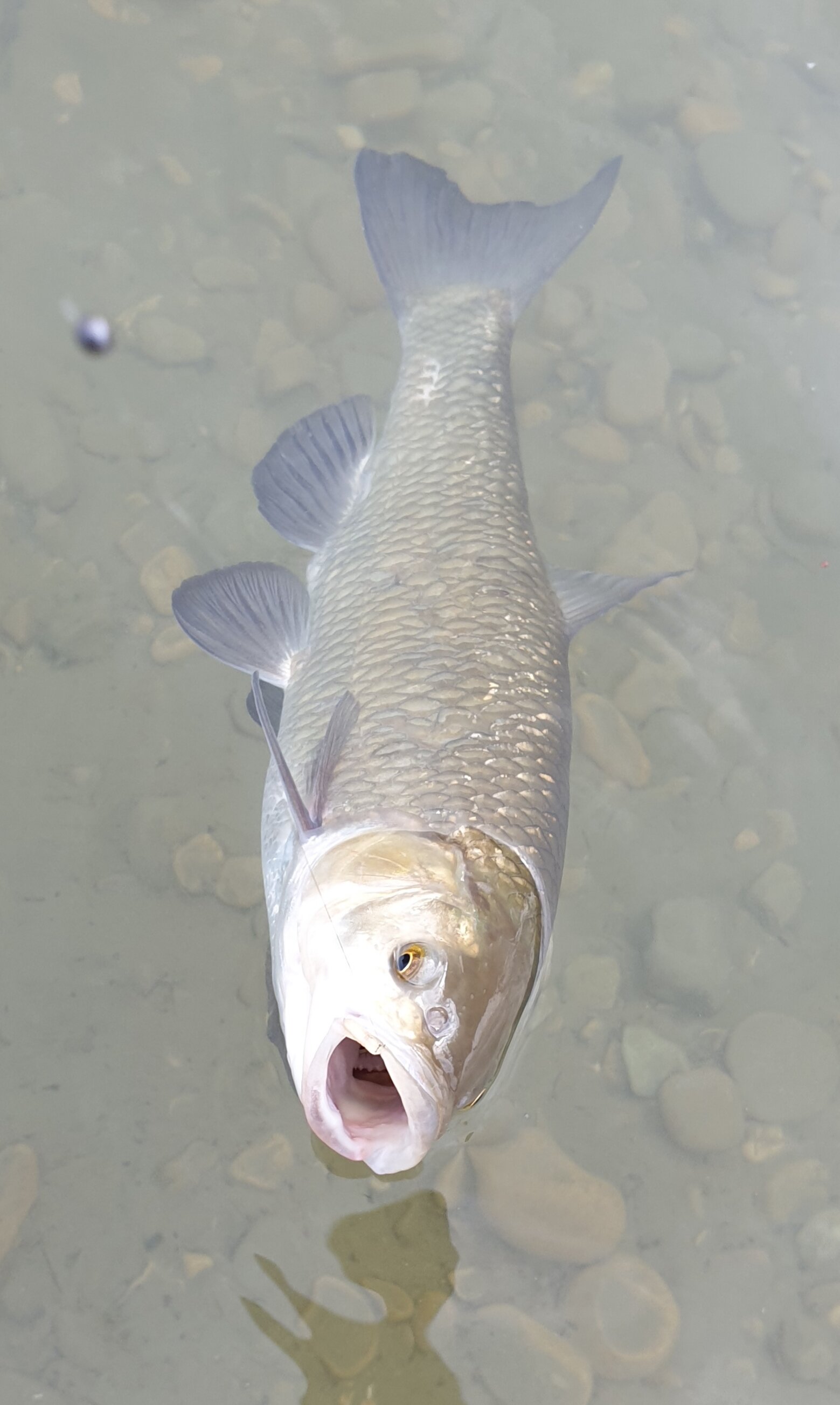 Pesca bolognese cavedano fiume galleggiante bigattino inverno estate enrico avagliano cristian magnani