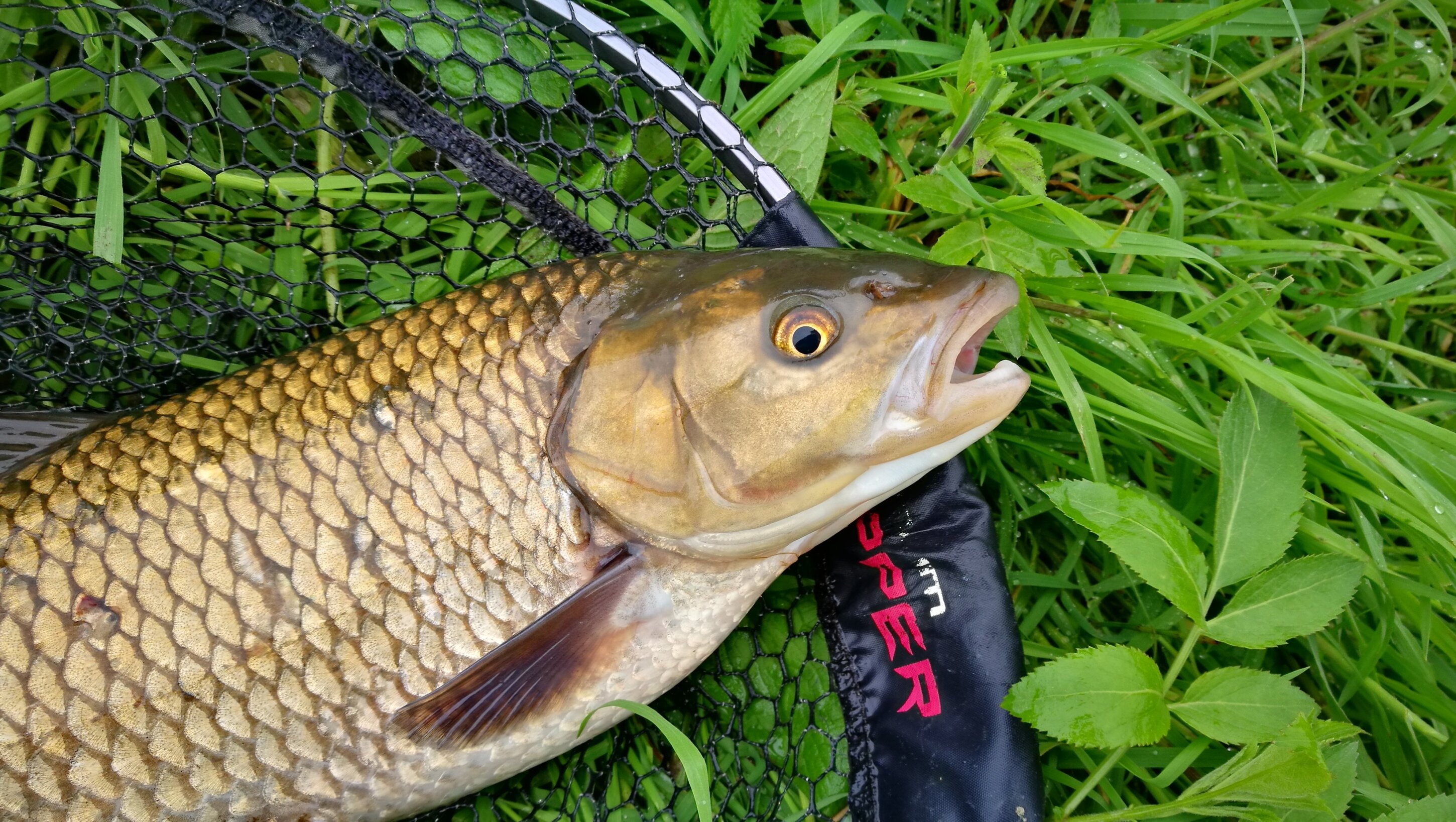 Pesca bolognese cavedano fiume galleggiante bigattino inverno estate enrico avagliano cristian magnani