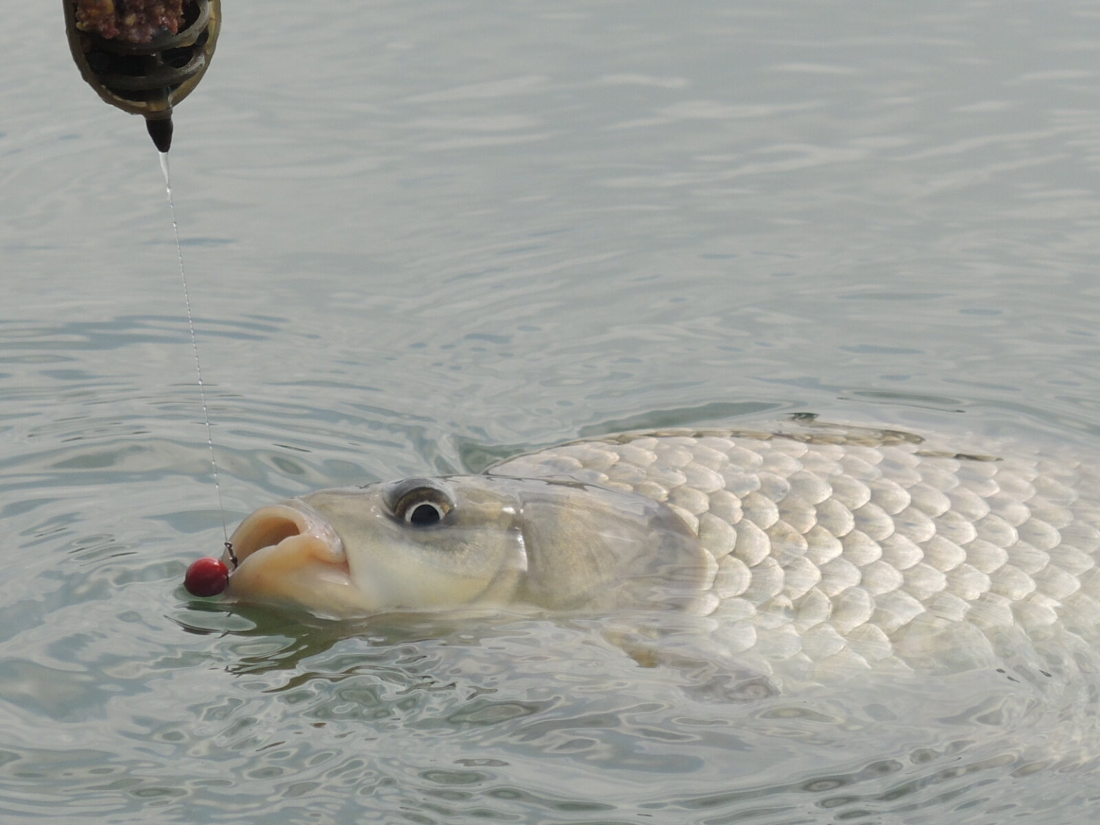 Pesca feeder method lago carpa carasso sergio farina enrico avagliano