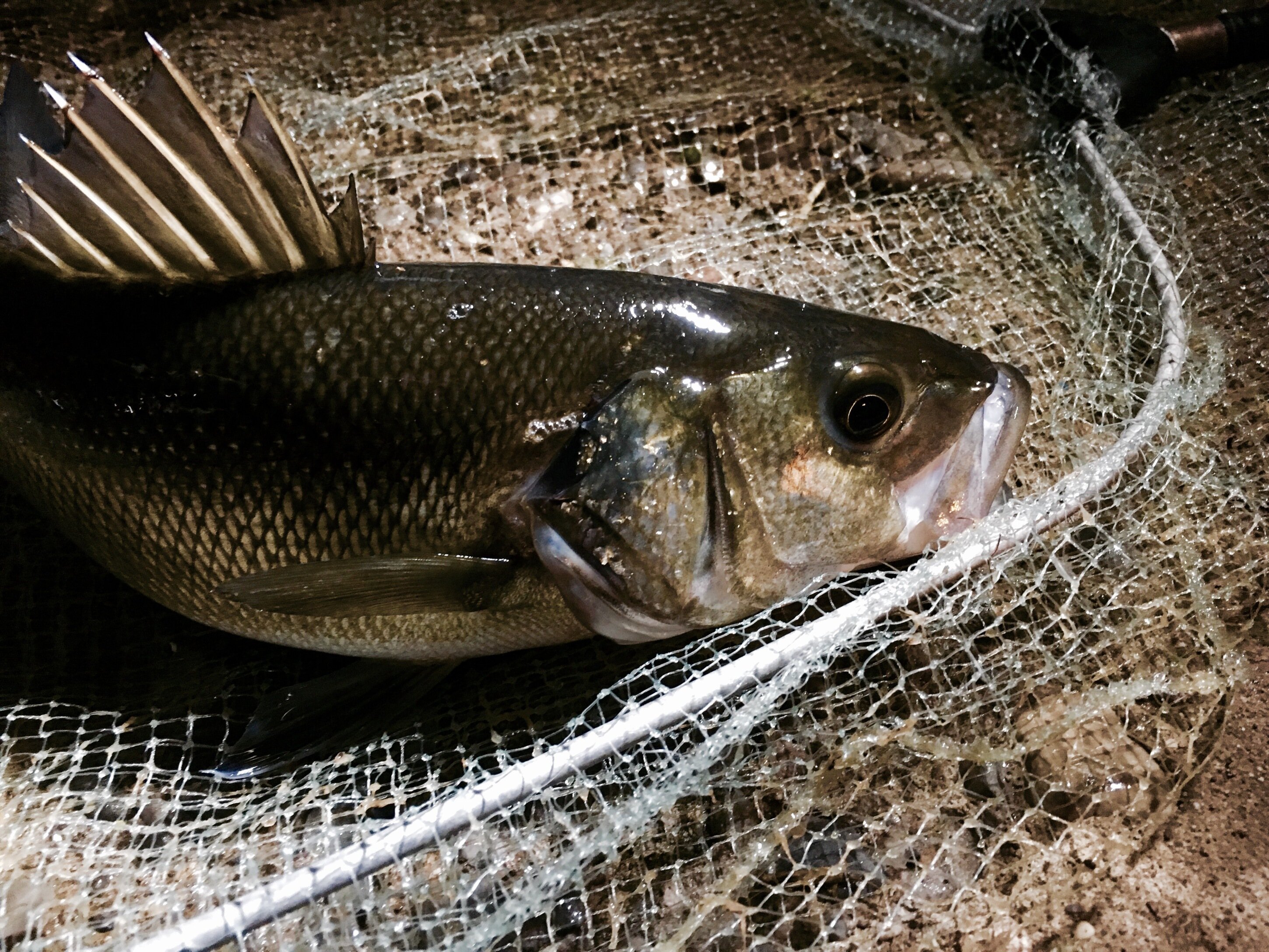 pesca spigola coreano passata inverno foce porto canale silvio fattori enrico avagliano